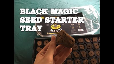 The Powerful Healing Properties of the Black Magic Seed